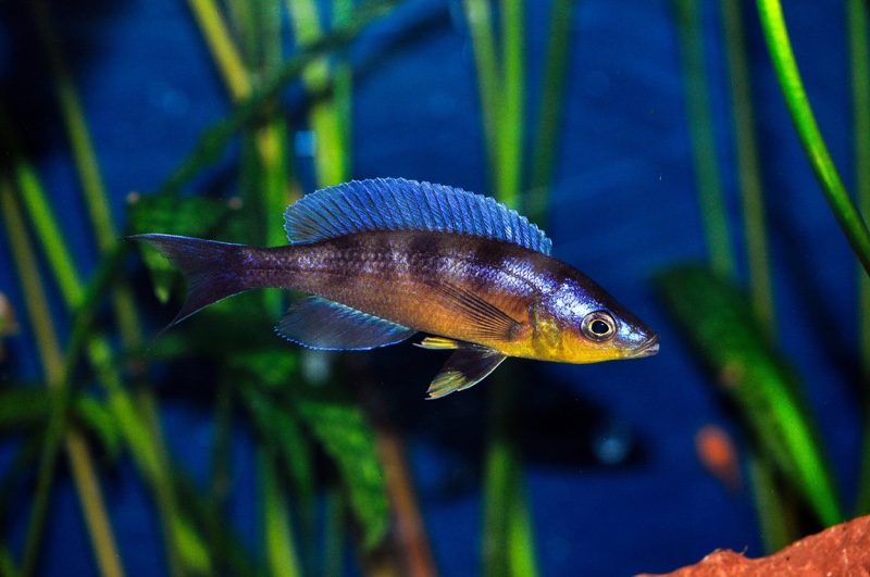 Cyprichromis sp. 'kibishi'